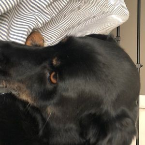 Meet your Posher, Molly